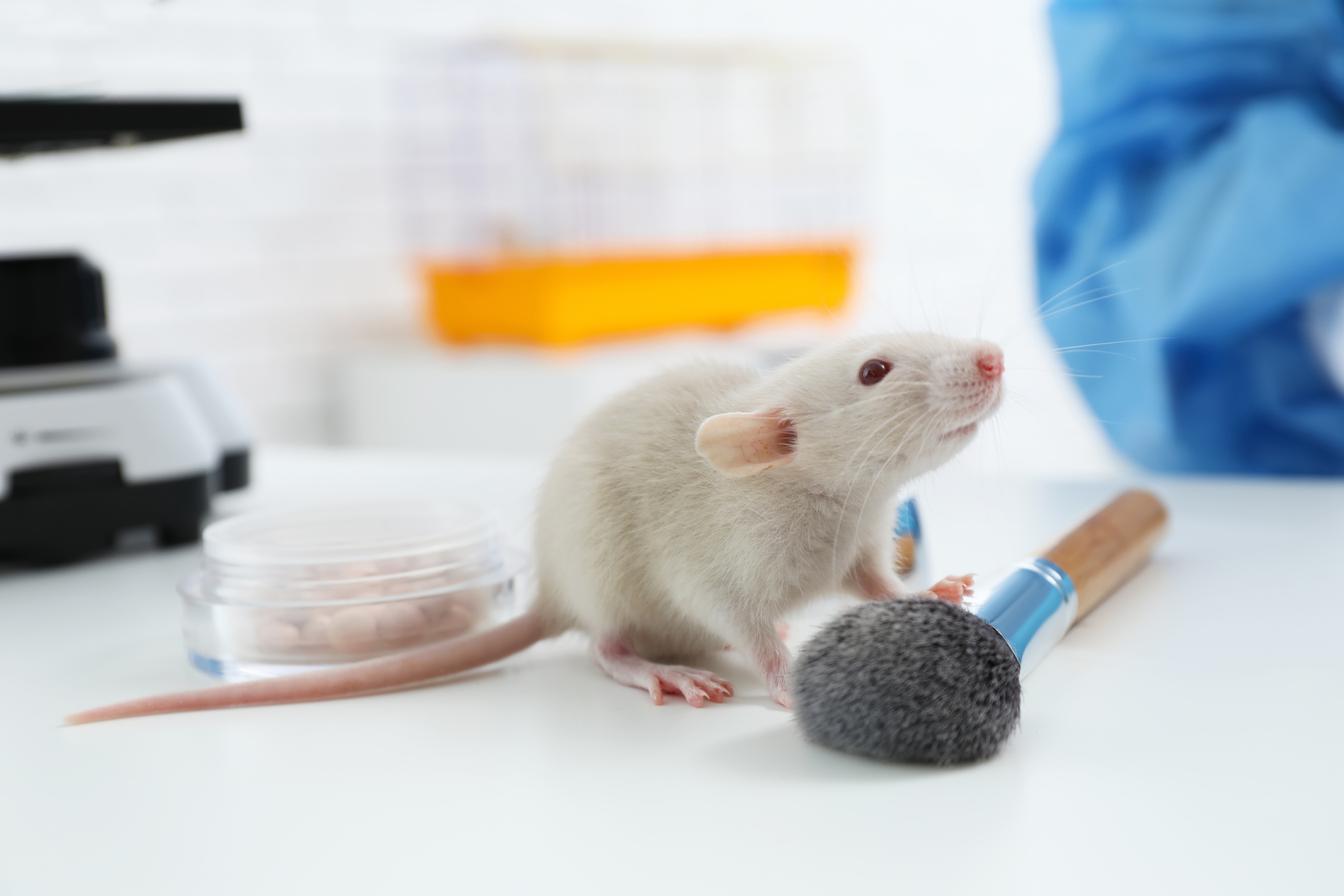 Rat and Makeup Products on Table in Chemical Laboratory. Animal